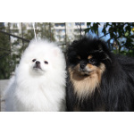 вязка шпица