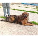 Тигруша живет надеждой встретить свою семью!