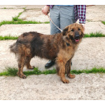 Тигруша живет надеждой встретить свою семью!