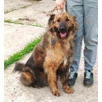 Тигруша живет надеждой встретить свою семью!