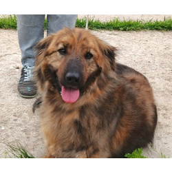 Тигруша живет надеждой встретить свою семью!