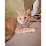 Рыженькое солнышко Санчо, молодой котик ищет дом