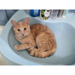 Рыженькое солнышко Санчо, молодой котик ищет дом