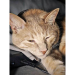 Рыженькое солнышко Санчо, молодой котик ищет дом