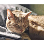 Рыженькое солнышко Санчо, молодой котик ищет дом