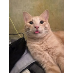 Рыженькое солнышко Санчо, молодой котик ищет дом