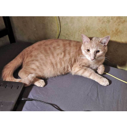 Рыженькое солнышко Санчо, молодой котик ищет дом