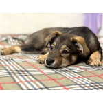 Веселый, ласковый щенок Мартин ищет дом