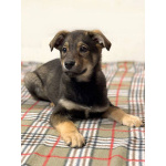 Веселый, ласковый щенок Мартин ищет дом