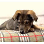 Веселый, ласковый щенок Мартин ищет дом