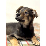 Веселый, ласковый щенок Мартин ищет дом