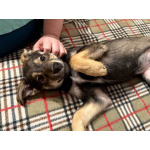 Веселый, ласковый щенок Мартин ищет дом