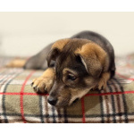 Веселый, ласковый щенок Мартин ищет дом