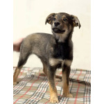 Веселый, ласковый щенок Мартин ищет дом