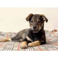 Веселый, ласковый щенок Мартин ищет дом