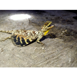 Летучий дракон