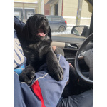 Щенки лабрадора