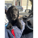 Щенки лабрадора