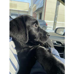 Щенки лабрадора