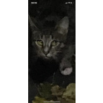 Ищу дом Шуне