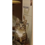 Ищу дом Шуне