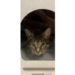 Ищу дом Шуне