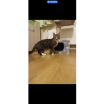 Ищу дом Шуне