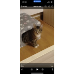 Ищу дом Шуне