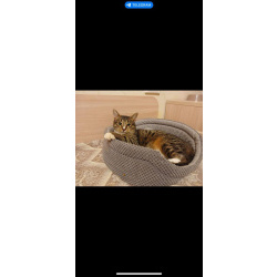 Ищу дом Шуне