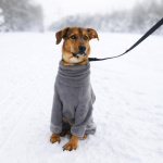 Чудесный 5 мес щенок Ричи ищет семью!