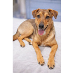 Чудесный 5 мес щенок Ричи ищет семью!