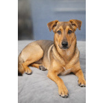 Чудесный 5 мес щенок Ричи ищет семью!