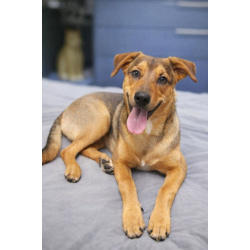 Чудесный 5 мес щенок Ричи ищет семью!