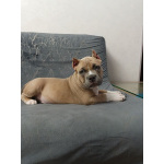 щенки американский булли