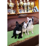 Французский бульдог красивая щенок-девочка