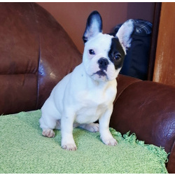 Французский бульдог красивая щенок-девочка