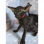 Ориентальные котята