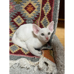 Ориентальные котята