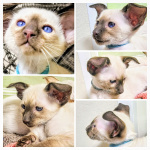 Ориентальные котята