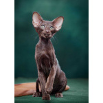 Ориентальные котята