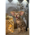 Ориентальные котята