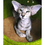 Ориентальные котята