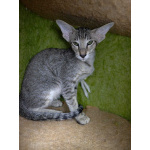 Ориентальные котята