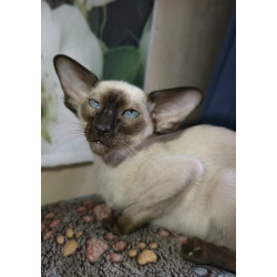 Ориентальные котята