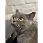 Британская кошка Мэгги в добрые руки