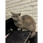 Британская кошка Мэгги в добрые руки