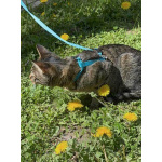 Ищет дом кот, который умеет любить