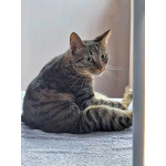 Ищет дом кот, который умеет любить