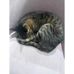 Ищет дом кот, который умеет любить