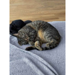 Ищет дом кот, который умеет любить